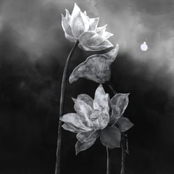 Black & White Mood — example of a freelancer's portfolio in the category Illustrations and drawings