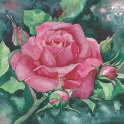 ROSE — przykładowe portfolio freelancera w kategorii Ilustracje i rysunki
