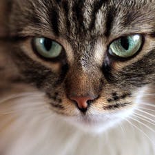 Фрилансер Давид Л. — Латвия, Елгава. Специализация — HTML и CSS верстка, Windows
