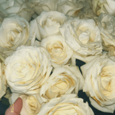 Freelancer Yuliia H. — Ukraina, Berezna. Specjalizacja — Content Management Systems, Python