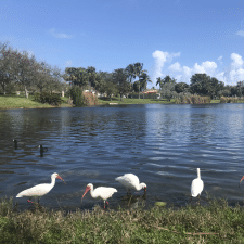 Заказчик Olga I. — США, Florida.
