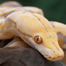 Freelancer Gleb T. — Ukraina, Charków. Specjalizacja — Python, Programowanie stron internetowych