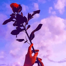 Darina K.