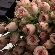 Фрилансер Дарина О. — Украина, Александрия. Специализация — Перевод текстов, Английский язык