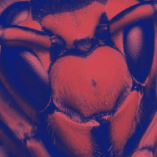 Фрилансер Чччччччч Ч. — Австралия. Специализация — Python, Веб-программирование
