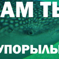 Freelancer Yegor A. — Ukraina, Kijów. Specjalizacja — Tłumaczenie tekstów, Edycja audio i wideo