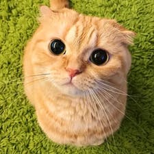 Фрилансер Nika S. — Украина, Харьков. Специализация — HTML и CSS верстка, Javascript и Typescript